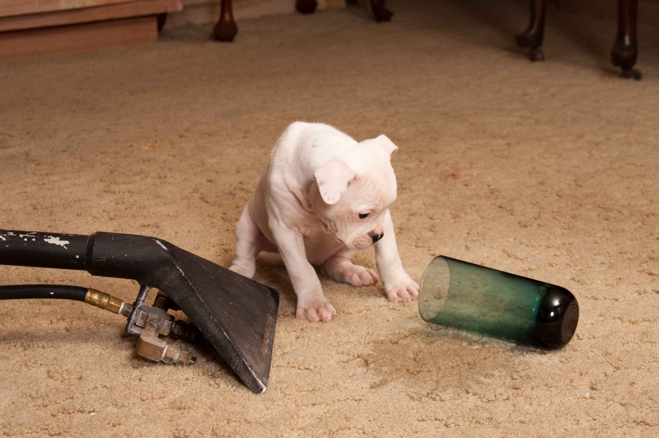 Residential Carpet Cleaning: Why Clean Carpets Matter More Than You Think