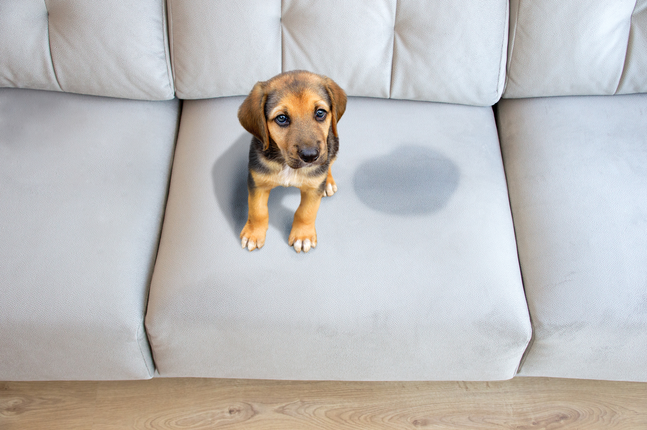 Upholstery Cleaning: Why a Clean Couch Is Essential for a Healthier Home